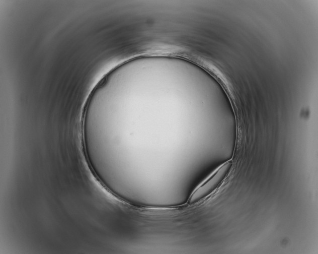 X0000099581487200806061615