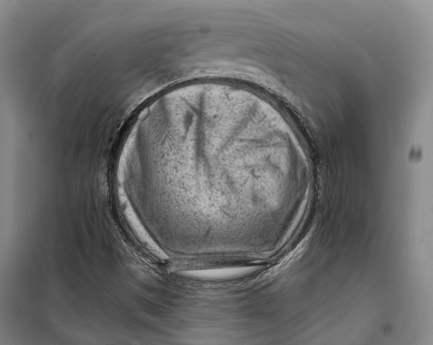 X0000099581497200806061614