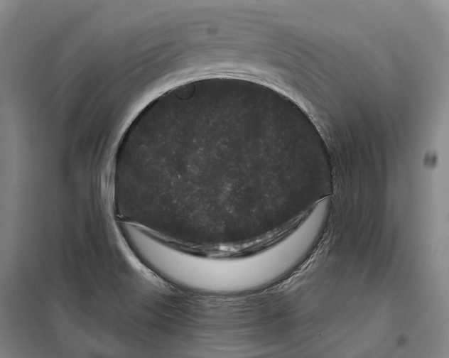 X0000099581515200806061615