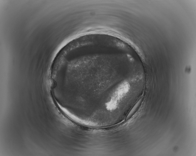 X0000099581522200806061615