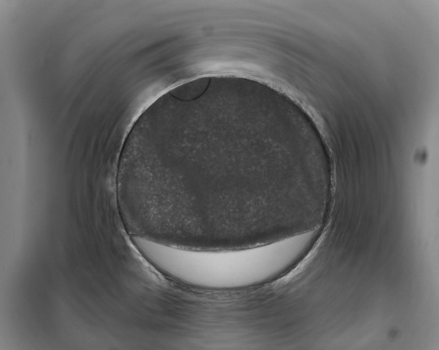 X0000099581529200806061615