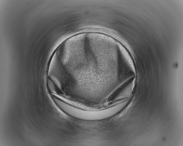 X0000099581533200806061615