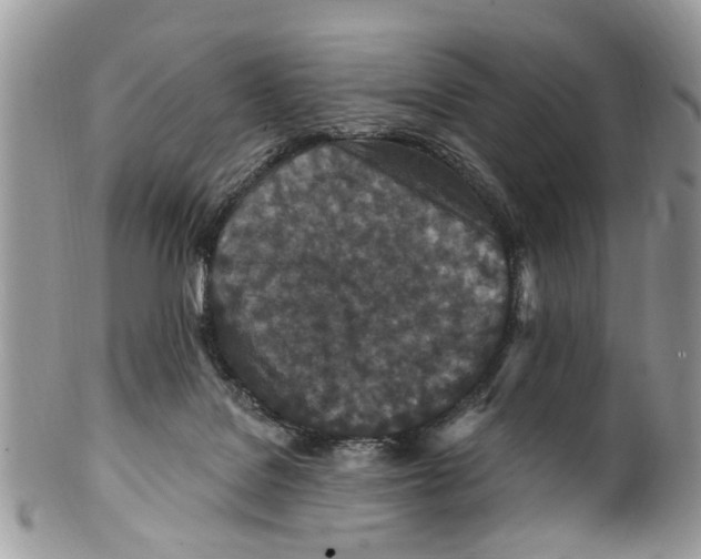 X0000099580076200806131327