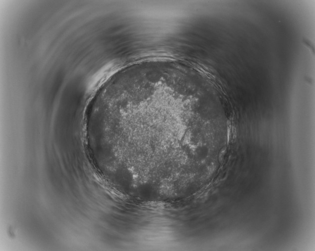 X0000099580339200806131323