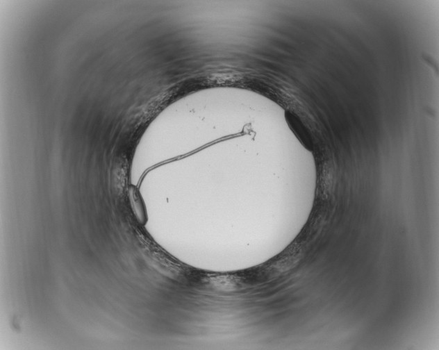 X0000099580417200806131322