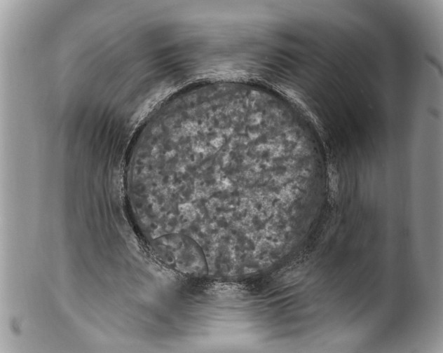 X0000099580487200806131321