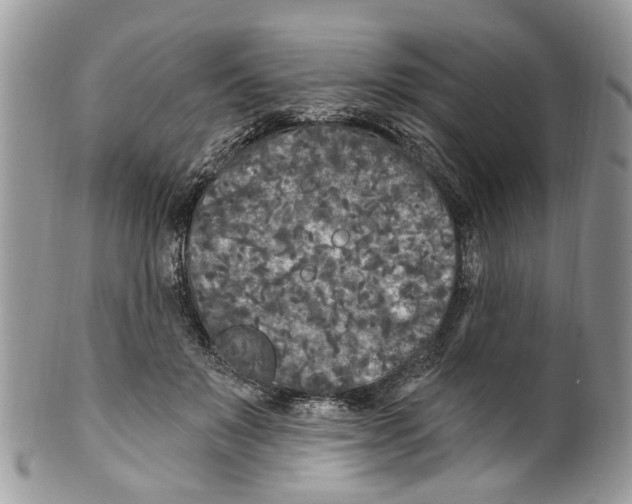 X0000099580503200806131321