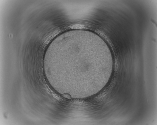 X0000099580529200806131320