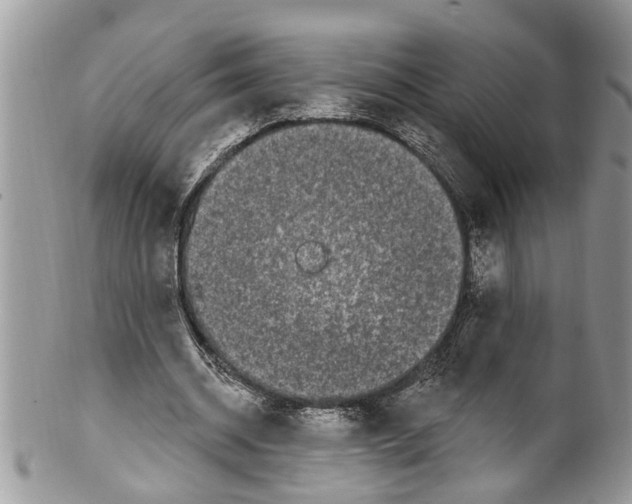 X0000099580534200806131320