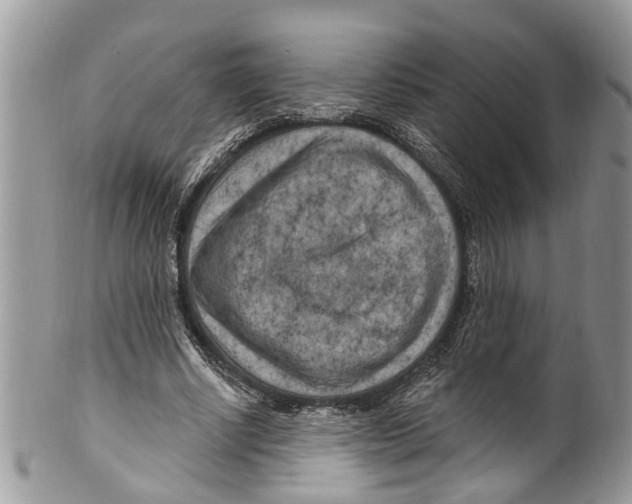 X0000099580634200806131319