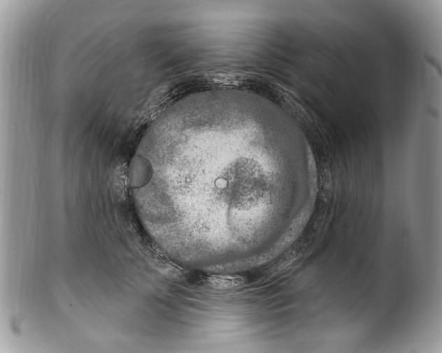 X0000099580707200806131318