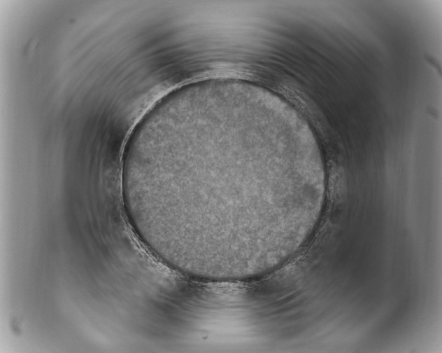 X0000099580836200806131316