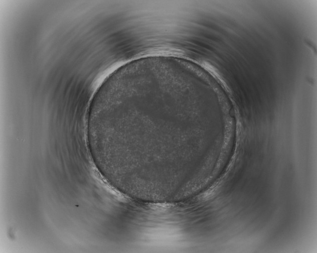 X0000099580854200806131316