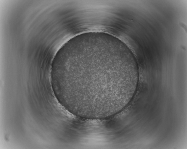 X0000099580950200806131315