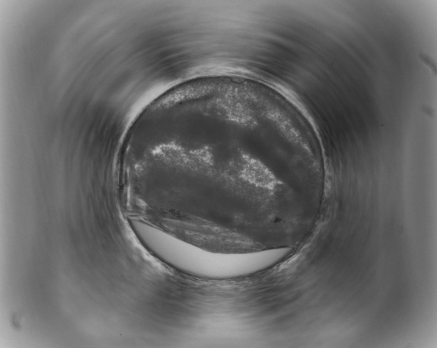 X0000099581053200806131314