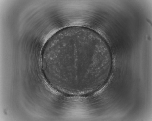 X0000099581077200806131313