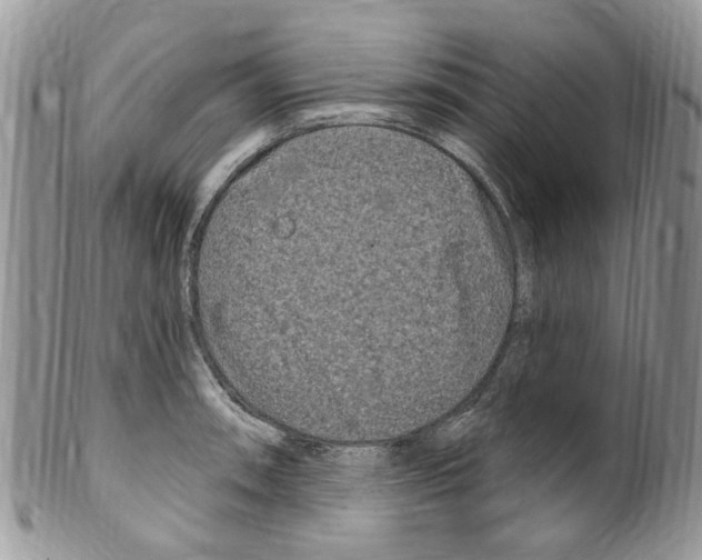 X0000099581090200806131313