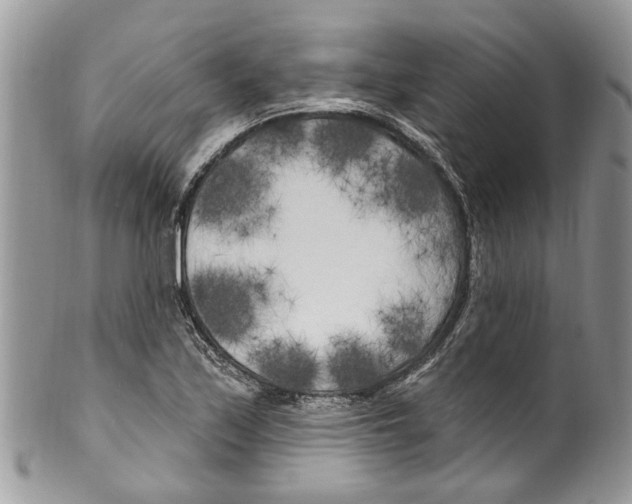 X0000099581171200806131311