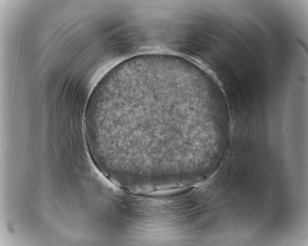 X0000099581239200806131311