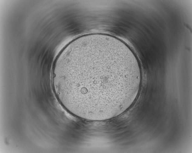 X0000099581294200806131310