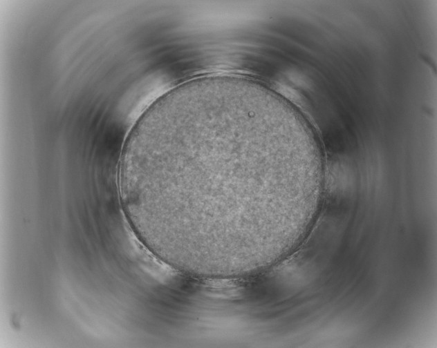 X0000099581338200806131309