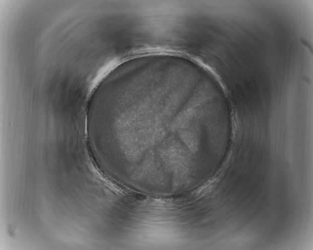 X0000099581365200806131309