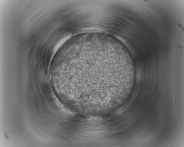 X0000099581466200806131307