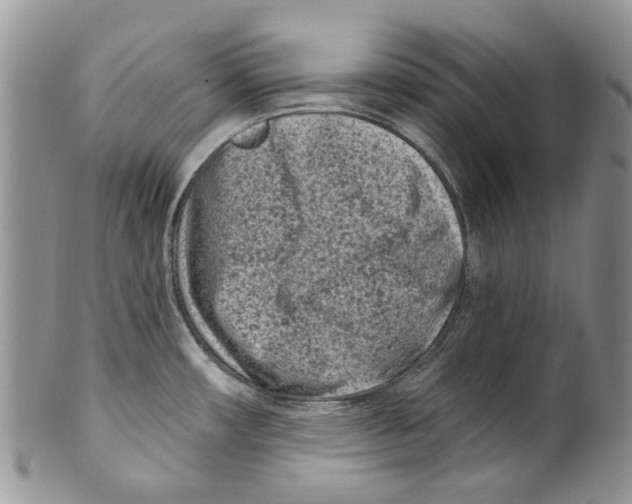 X0000099581482200806131307