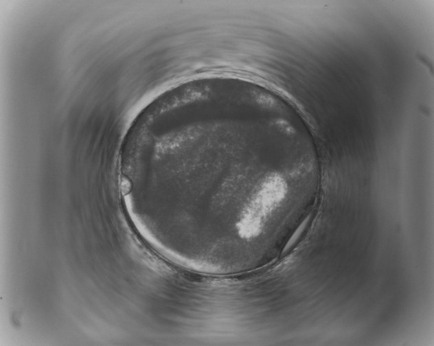 X0000099581522200806131307