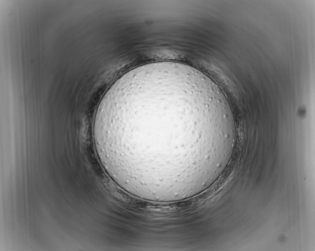 X0000099930359200805231004