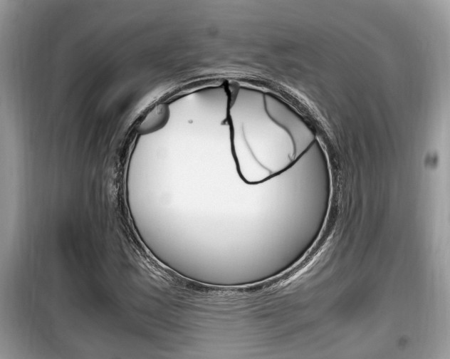 X0000099931163200805230953
