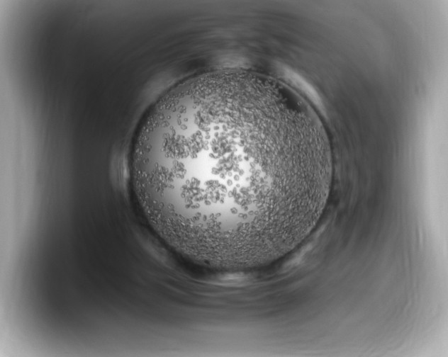 X0000099930059200805231239