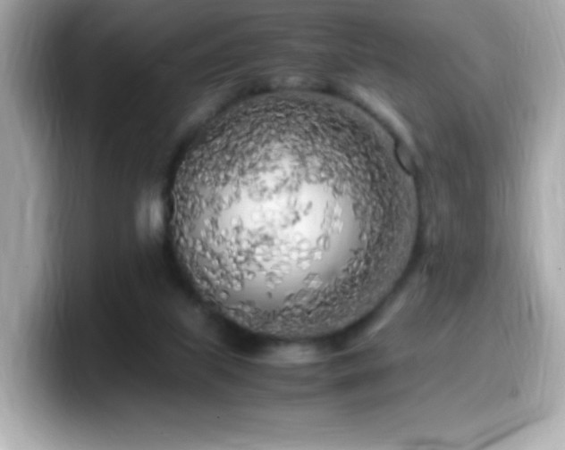 X0000099930067200805231239