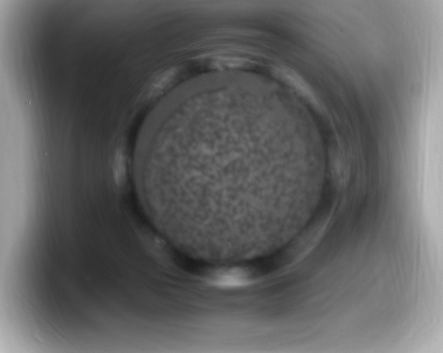 X0000099930169200805231238