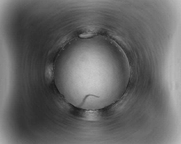 X0000099930240200805231237