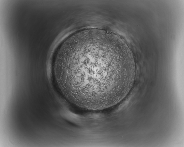 X0000099930247200805231236