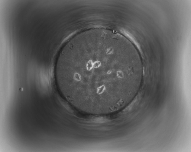 X0000099930249200805231236