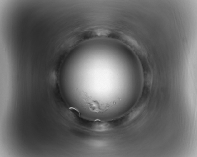 X0000099930321200805231236