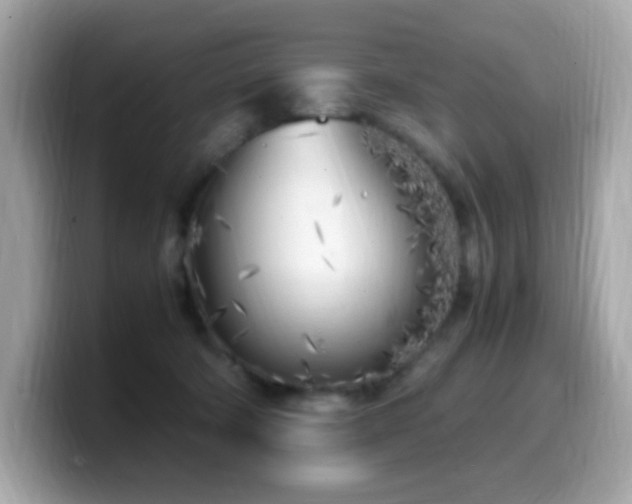 X0000099930322200805231236