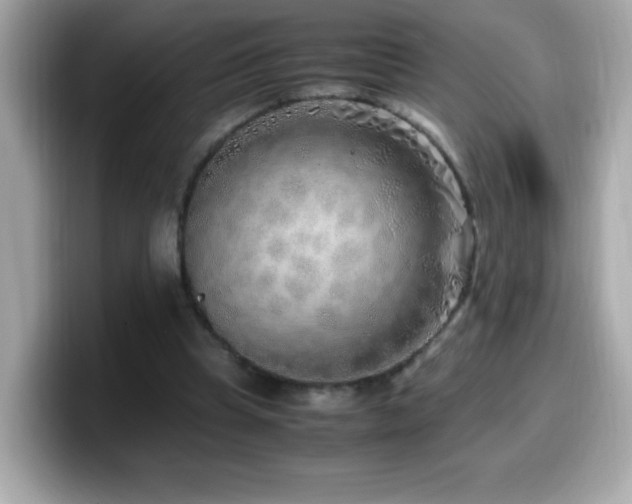 X0000099930345200805231235