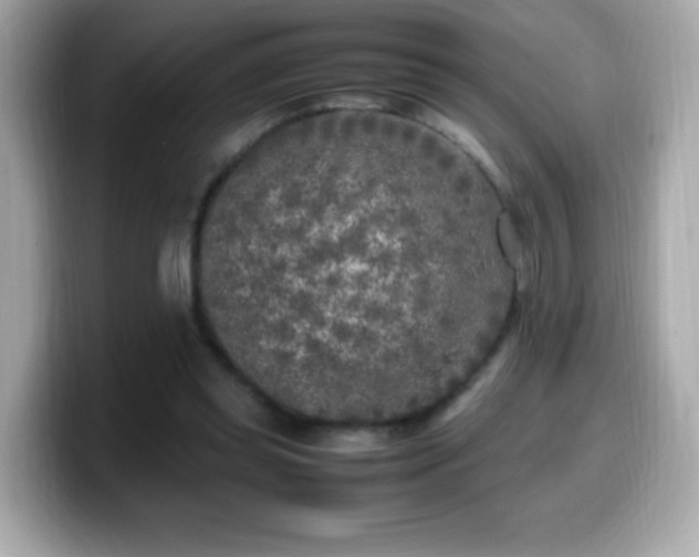 X0000099930349200805231235