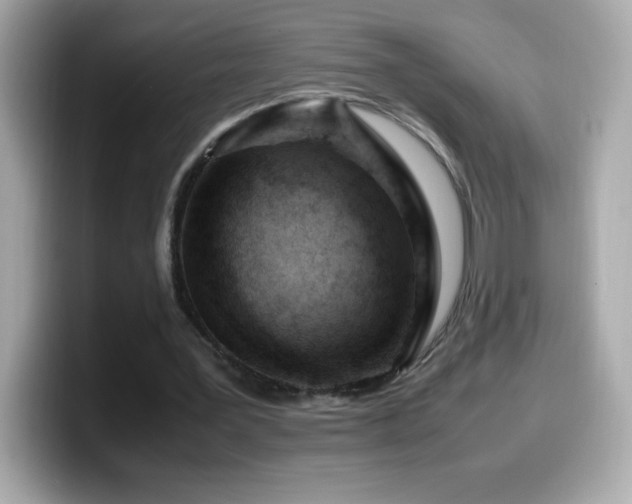 X0000099930387200805231235