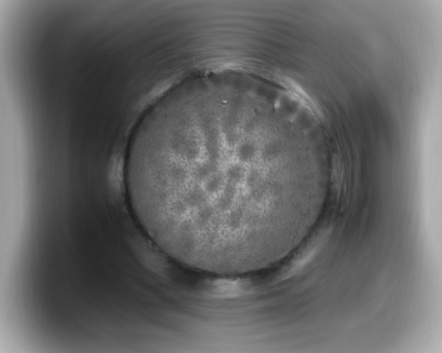 X0000099930394200805231235