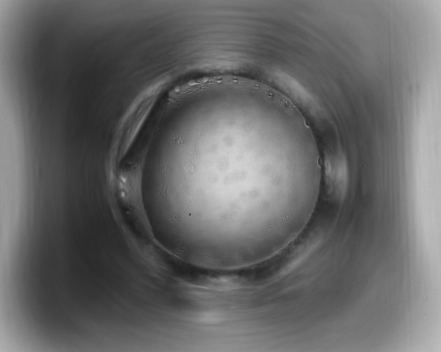 X0000099930396200805231235