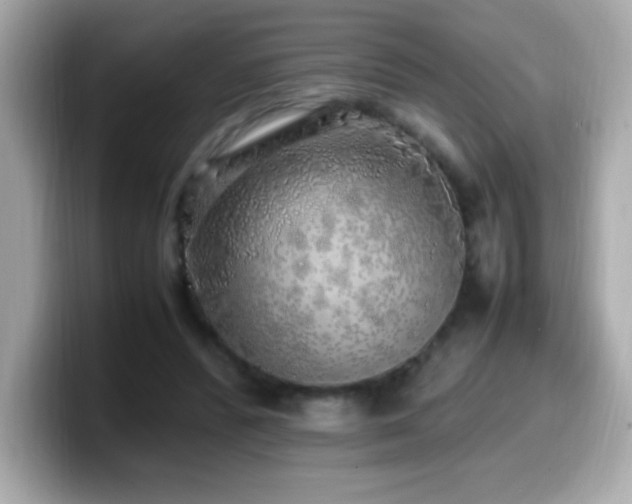 X0000099930400200805231235