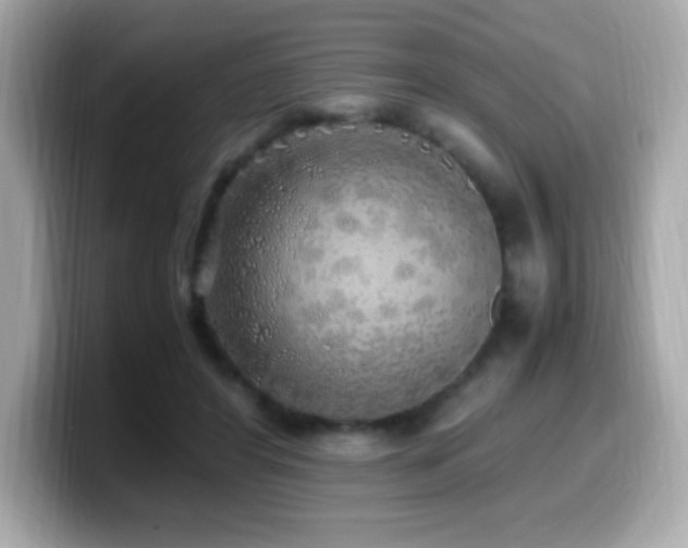 X0000099930404200805231235