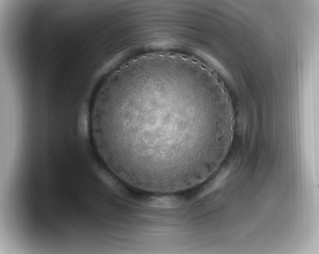 X0000099930446200805231234