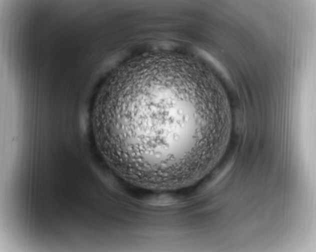 X0000099930451200805231234