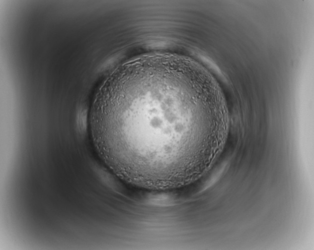 X0000099930454200805231234