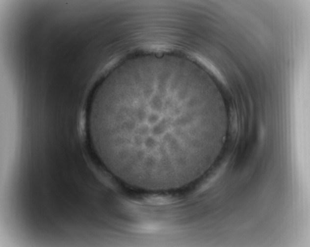 X0000099930494200805231233